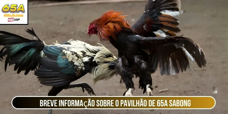 Breve informação sobre o pavilhão de 65A Sabong