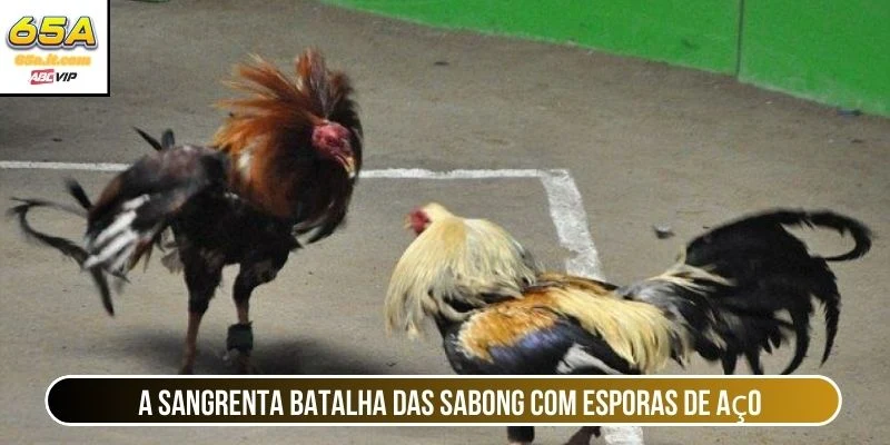 A sangrenta batalha das sabong com esporas de aço