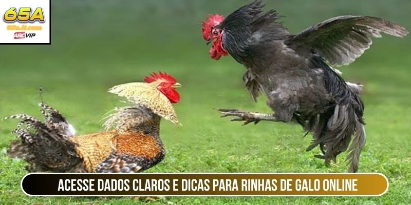 Acesse dados claros e dicas para rinhas de galo online