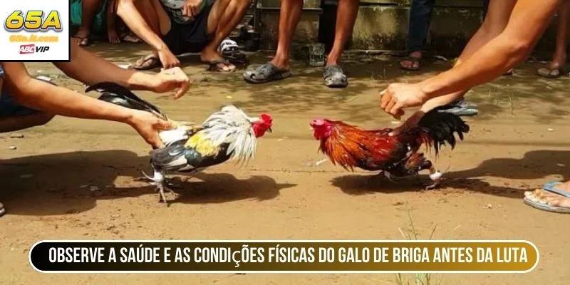 Observe a saúde e as condições físicas do galo de briga antes da luta 